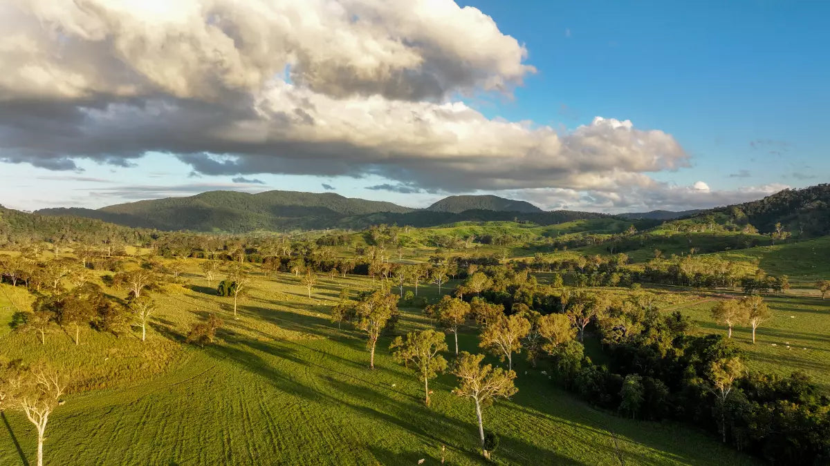 Oaklands receive high rainfall leading to improved tropical pastures.