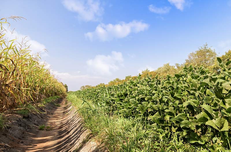 Understanding Crop Rotation and Its Benefits for Your Farm