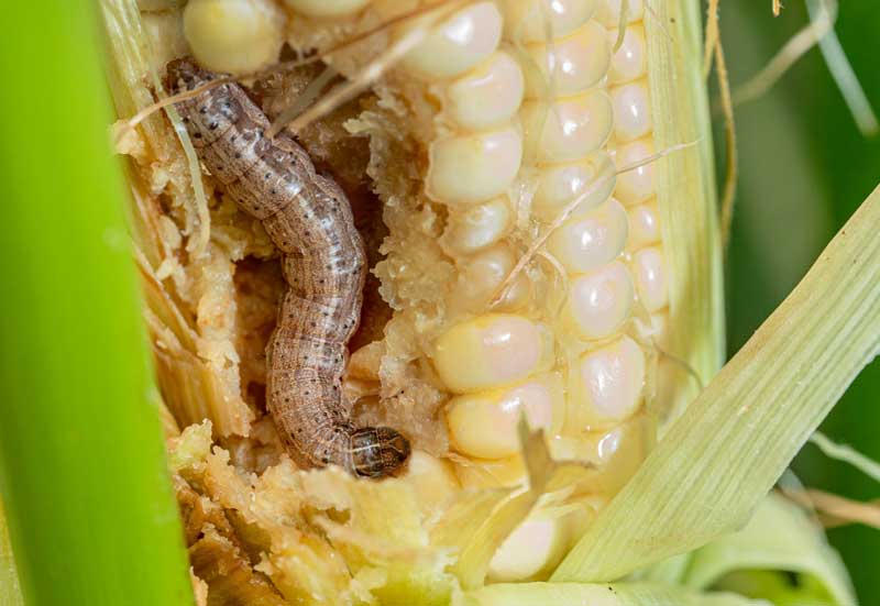 Fall Armyworm eating crops