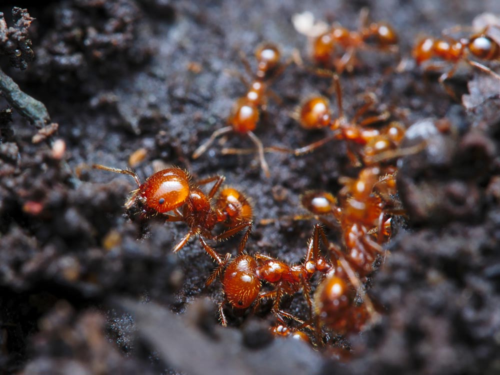 Protecting Your Farm from Fire Ants