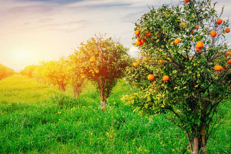 How to Use a Mulcher: Dos and Don’ts for Efficient Mowing