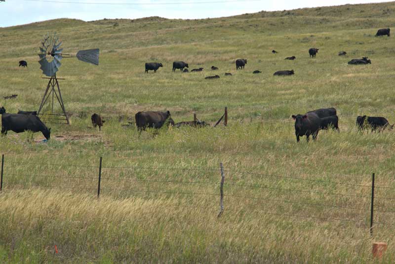 Managing pasture for best practice grazing rotation
