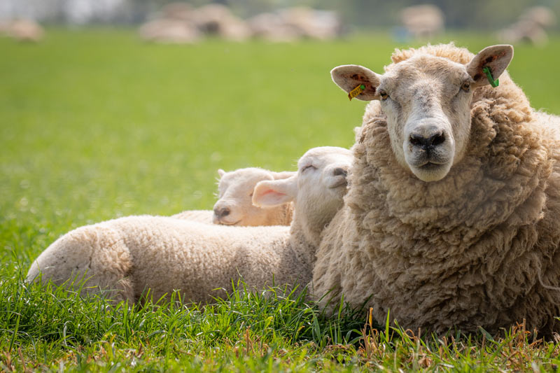 Signs of Spring on the Farm: Preparing Your Pastures for Growth