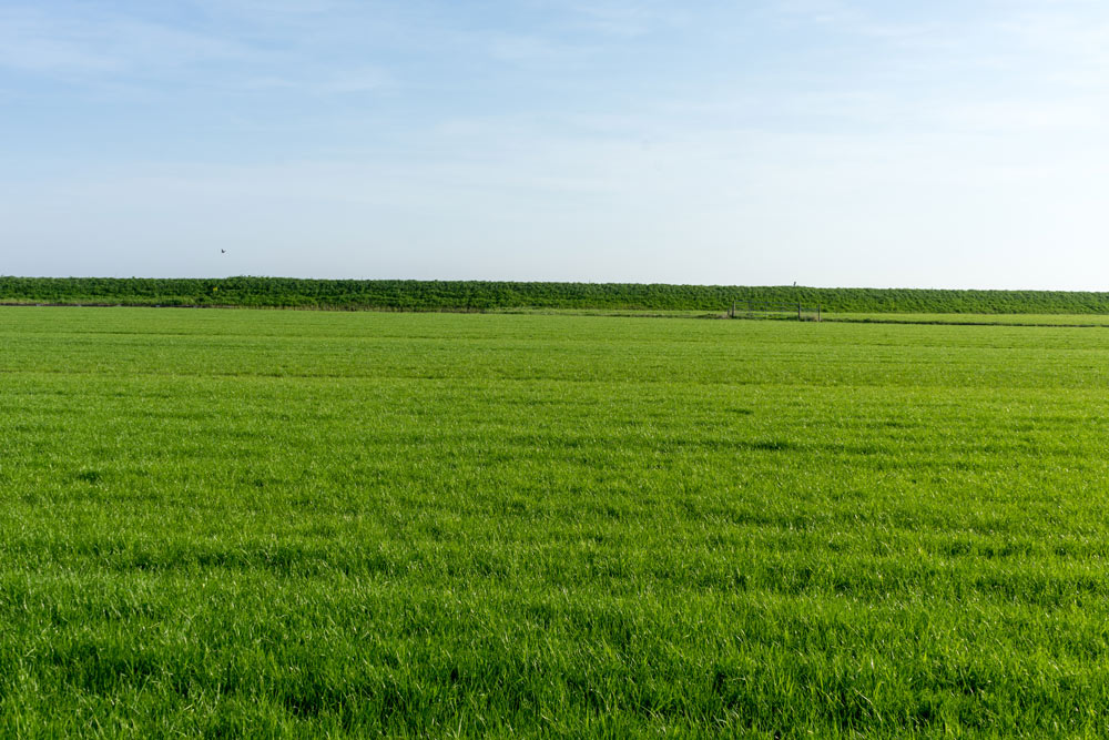 How to Start a Turf Farm on Your Acreage