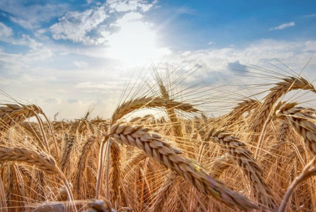 From Paddock to Profit: What Wheat Prices Tell Aussie Farmers